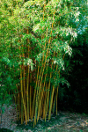 Bambous et graminées