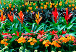 Plantes fleuries