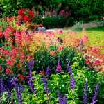 Plantes vivaces