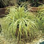 Carex Oshimensis 'Evergold'