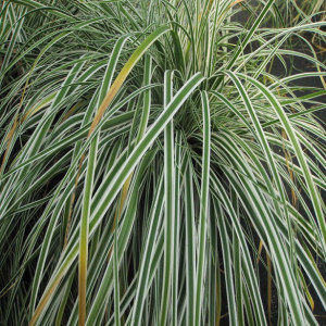 Carex oshimensis 'Everest'