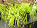 Carex oshimensis 'Everillo'