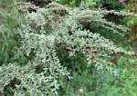 Cotoneaster franchetii