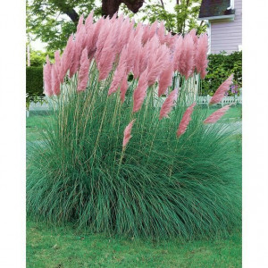 Cortaderia rosea « Herbe de Pampa »