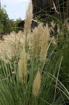 Cortaderia Selloana Pumila