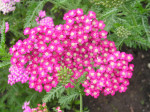 Achilée millefolium Cerise Queen