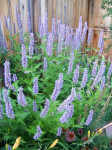 Agastache Blue Fortune